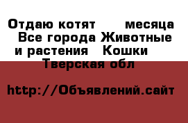 Отдаю котят. 1,5 месяца - Все города Животные и растения » Кошки   . Тверская обл.